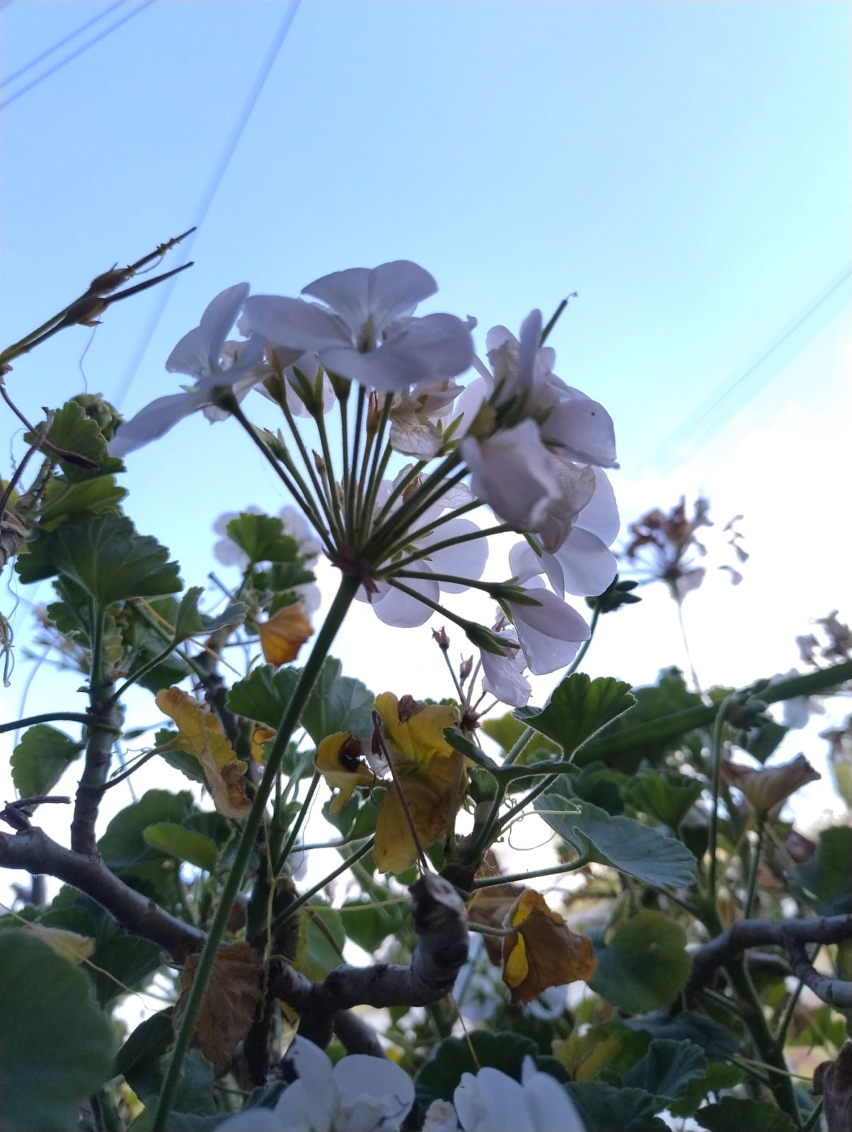Flor blanca y cielo azul